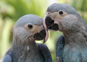 Ararinhas-azuis em extinção: aves de vida livre estão contaminadas com vírus letal e sem cura