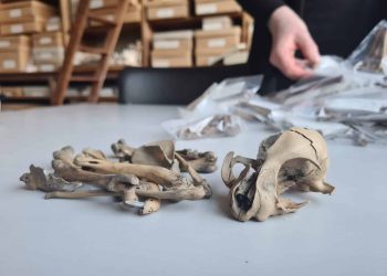 O passado dos gatos estava errado: DNA revela como esses felinos realmente chegaram à Europa