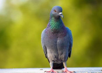 Aves mostram sinais de consciência – e isso desafia teorias sobre o nosso cérebro