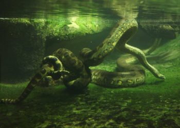 Fósseis de anacondas revelam que elas alcançaram porte atual há 12 milhões de anos