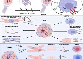 Cientistas desenvolvem mini coração humano para estudos sobre arritmia