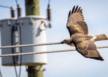 Por que os pássaros não tomam choque nos fios elétricos?