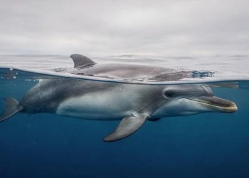 Como os golfinhos dormem no fundo do mar sem risco de afogamento