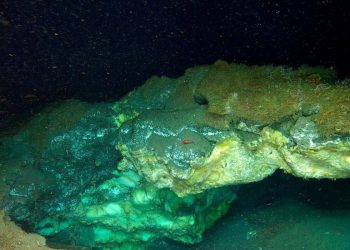 Conheça a “vida estranha” que mora nas profundezas do Ártico