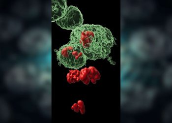 Cientistas desvendam mistério de células que desafiam a morte