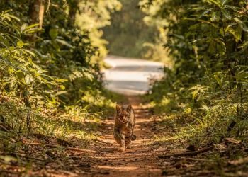 Felinos icônicos do Brasil seguem rotas que ajudam no combate ao desmatamento