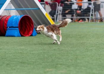 6 dicas da ciência para seu cachorro viver mais