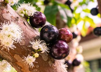 Árvore exclusiva do Brasil oferece sombra, frutas nutritivas e conecta você à natureza em casa
