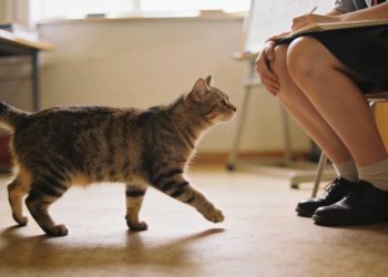 Estudo sobre a amizade dos gatos que prova que eles amam os donos tanto quanto os cães