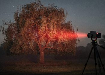 A descoberta científica surpreendente de que as árvores também tiram uma soneca durante a noite