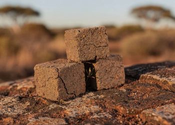 O mistério do animal que faz cocô em formato de cubo perfeitamente