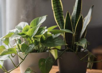 Plantas simples que reduzem toxinas do ar e transformam o clima da casa