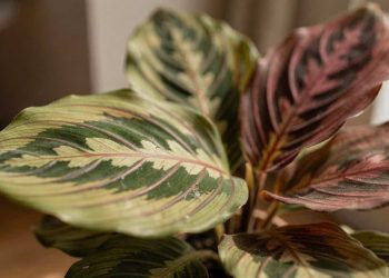 Essas plantas de folhas coloridas melhoram o humor e o visual da casa