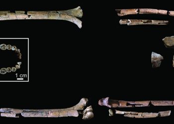 Fóssil de 2 milhões de anos pode ser o mais antigo de espécie ancestral dos humanos