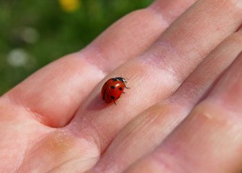 7 insetos encontrados no corpo humano durante uma colonoscopia