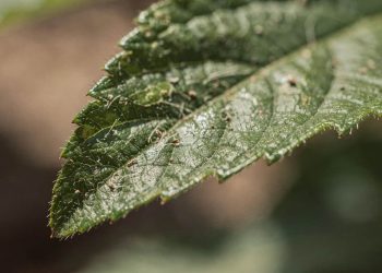 A planta que percebe o barulho da mastigação e prepara um veneno para se defender