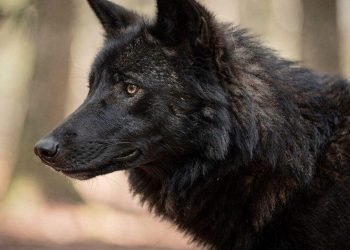 O motivo para os animais de cor preta serem mais resistentes e agirem de forma diferente no bando