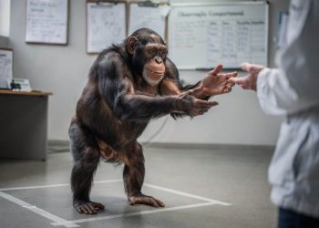 Cientistas revelam que macacos também são capazes de imaginar e simular como humanos