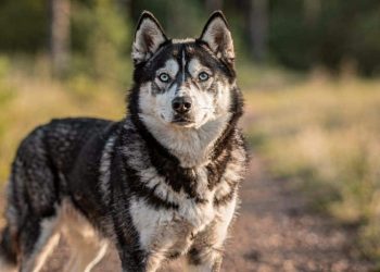Por que algumas raças de cachorros são mais teimosas que outras