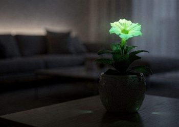 A planta que brilha no escuro e pode decorar a sala de casa