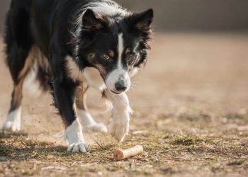 O ranking das raças de cachorros mais inteligentes do mundo segundo a ciência