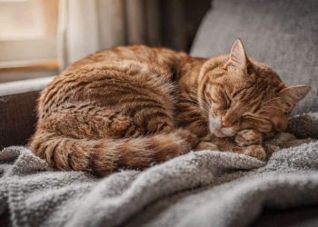 O poder de cura escondido no ronrom dos gatos que a ciência acaba de confirmar