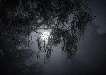 O movimento noturno que revela como as árvores descansam quando o sol se põe