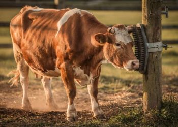 A vaca austríaca que aprendeu a usar ferramentas e mudou o que a ciência pensa sobre o gado