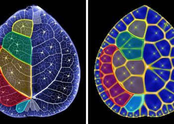 Cientistas encontram um mistério matemático dentro de folhas de planta chinesa do dinheiro