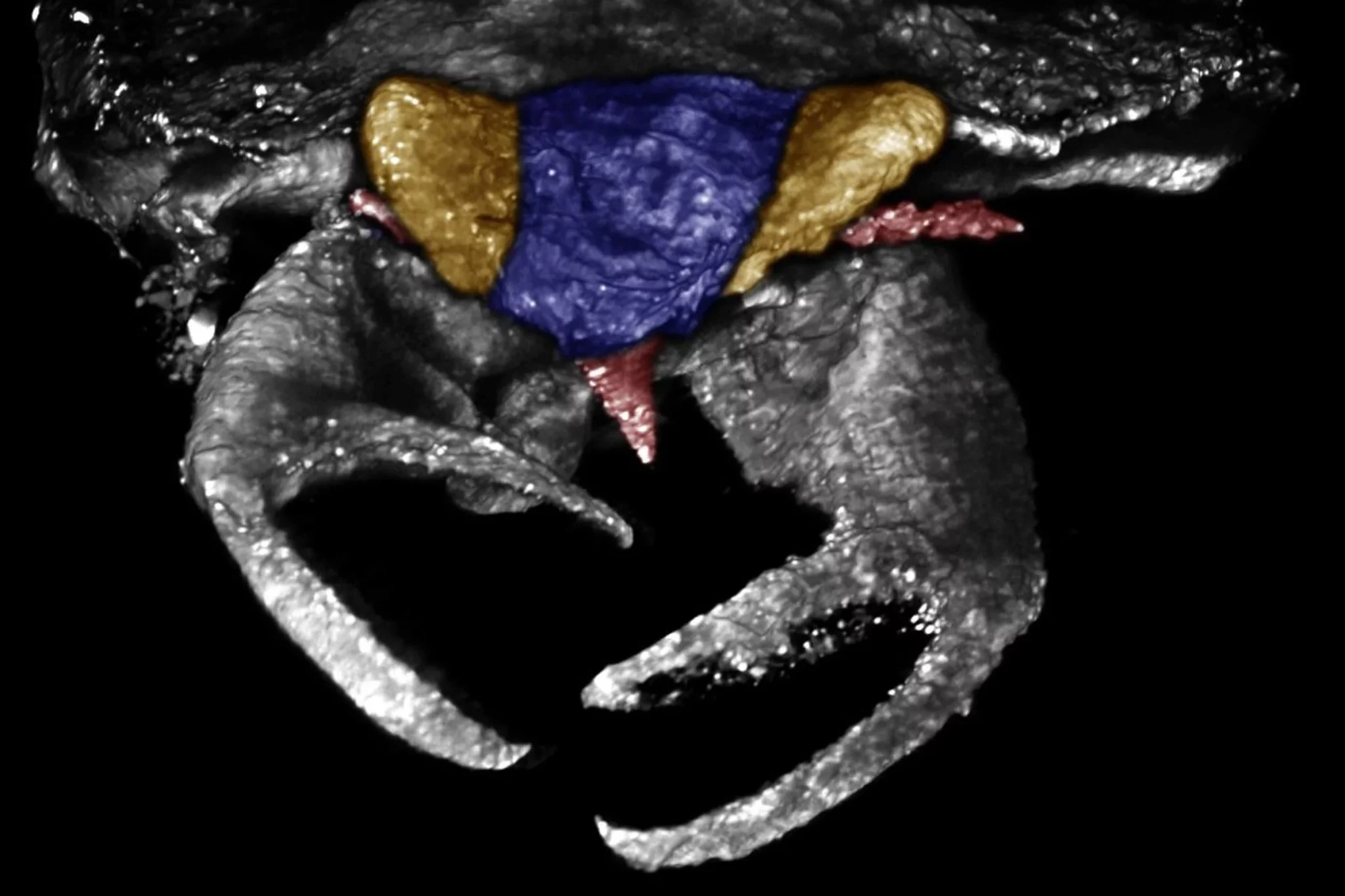 Inseto bizarro de 100 milhões de anos com garras gigantes é descoberto na Ásia