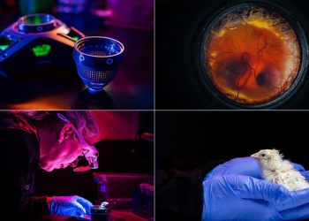 Primeiros pintinhos nascem de ovo artificial que promete ‘ressuscitar’ ave extinta