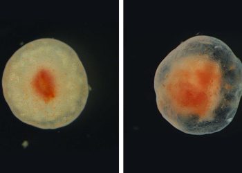 Tecido que cresce fora do corpo é descoberto – e pode revolucionar a biomedicina