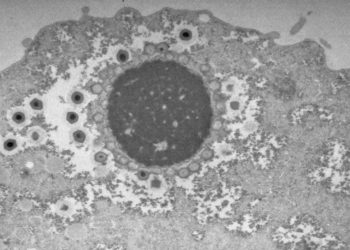 Vírus gigante descoberto no Japão desafia as teorias da evolução