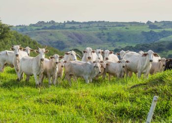 Frio intenso provoca a morte de mais de 80 bovinos em Mato Grosso do Sul