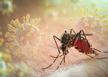 Os mosquitos te adoram? Aqui está a explicação científica
