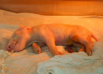 Como vai ser a criação de porcos clonados para doar órgãos a humanos