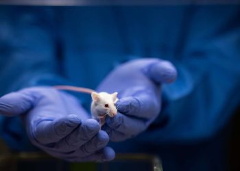 Ratos demonstram empatia em níveis graduais, aponta estudo alemão