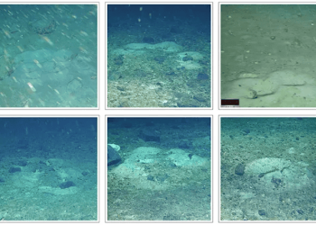 Cientistas encontram “cidade de peixes” escondida sob gelo da Antártida